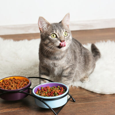 4 Common Questions About Grain-Free Dry Cat Food