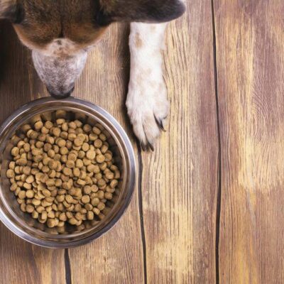 Know About The Right Food For Your Dog&#8217;s Allergies