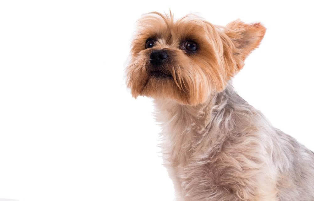 Things To Consider Before Buying A Teacup Yorkie In A Sale